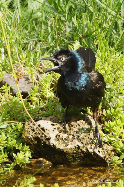 Common Grackle male, Owasso Backyard, Rogers Co, OK, 7-13-09, RL 9460.jpg