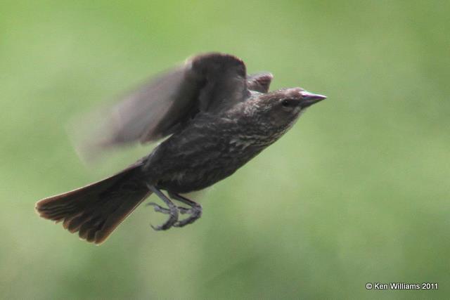 Tricolored Blackbird - female, Klamath NWR, CA, 6-23-10, JL 2978.jpg