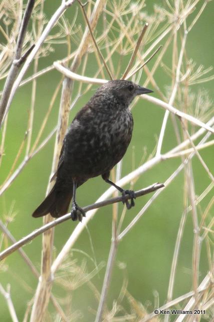 Tricolored Blackbird - female, Klamath NWR, CA, 6-23-10, JL 2981.jpg