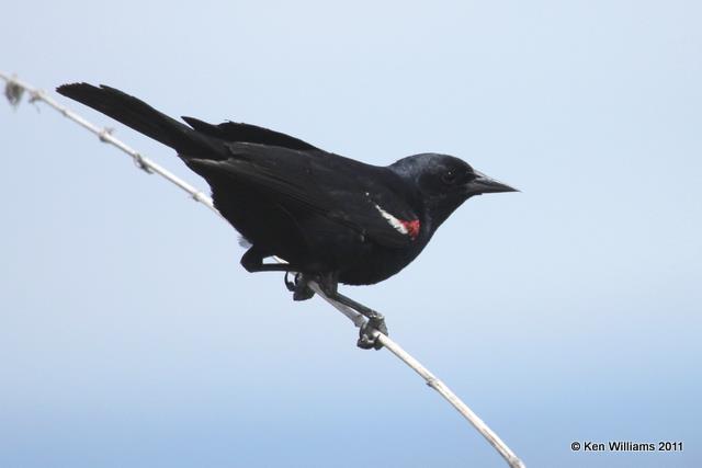 Tricolored Blackbird - male, Klamath NWR, CA, 6-23-10, JL 3014.jpg