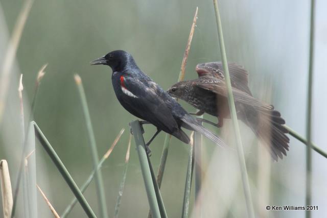 Tricolored Blackbird - pair, Klamath NWR, CA, 6-23-10, JL 2994.jpg