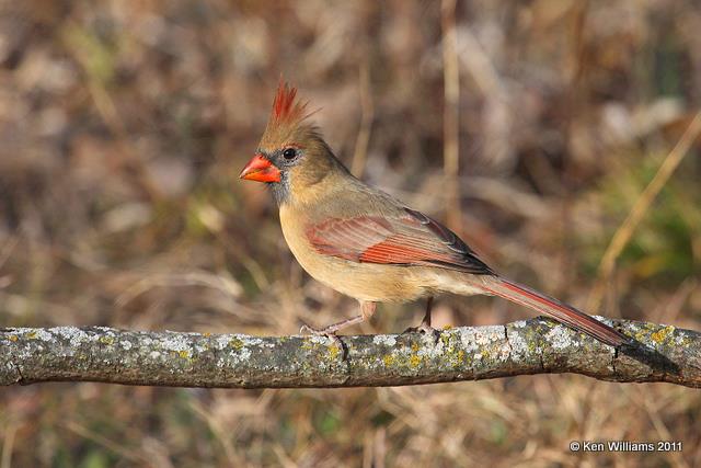 Northern Cardinal female, Nowata Land, OK, 12-3-10, Ja 2176.jpg