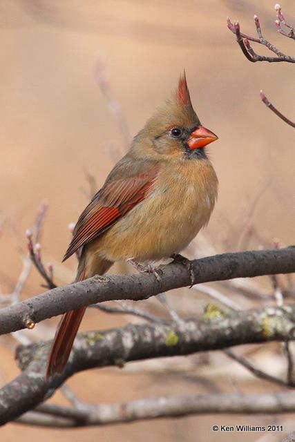 Northern Cardinal female, Nowata Land, OK, 12-3-10, Ja 2178.jpg