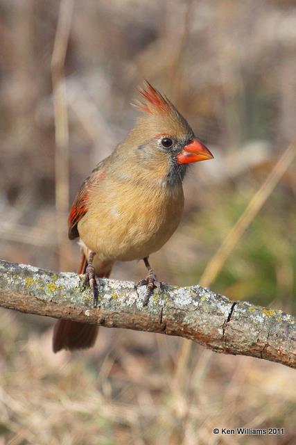 Northern Cardinal female, Nowata Land, OK, 12-3-10, Ja 2188.jpg