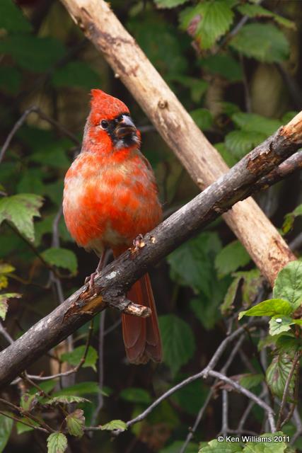 Northern Cardinal - juvenile, Owasso Backyard, Rogers Co, OK, 10-22-09, RL 5979.jpg