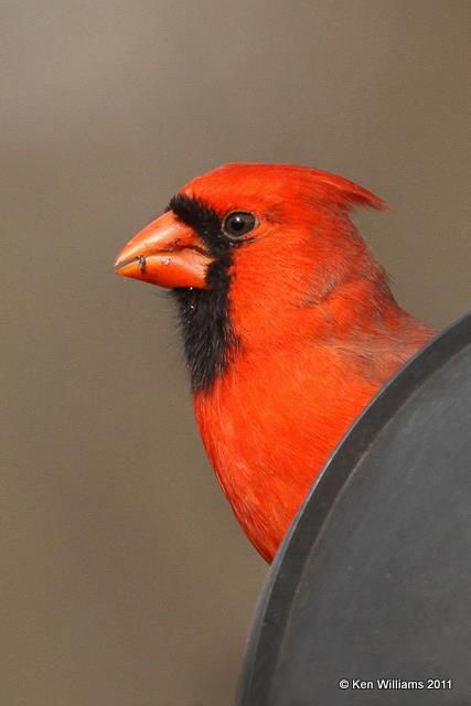 Northern Cardinal male, Nowata Land, OK, 12-3-10, Ja 2143.jpg