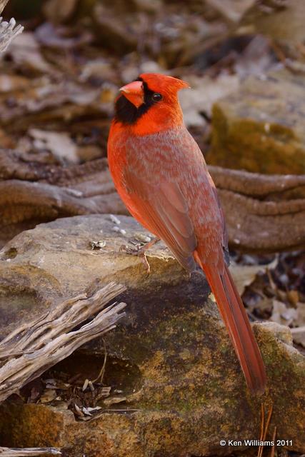 Northern Cardinal male, Owasso backyard, Rogers Co, OK, 2-12-09 RL 0442.jpg