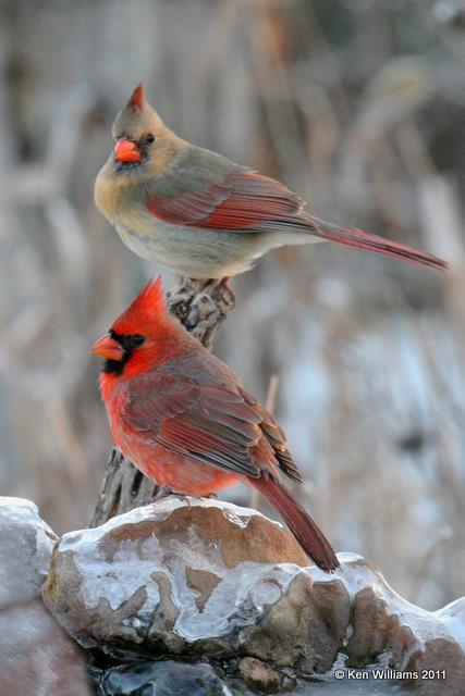Northern Cardinal - pair, Owasso yard, Rogers Co, OK 1-15-07 JL 3509.jpg