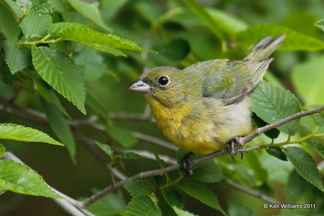 Painted Bunting male immature, Chickasaw NP, Sulphur, Murray Co, OK, 5-8-09, RL 5322.jpg