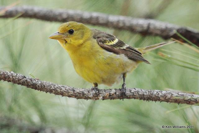 Western Tanager female, Lassen Volcanic NP, CA, 6-24-10, JL 3203.jpg