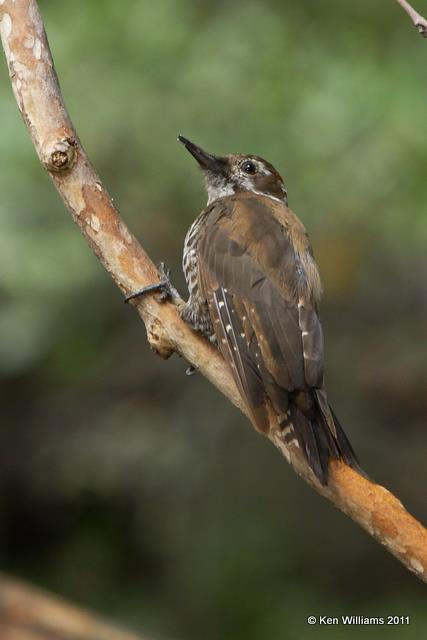 Arizona Woodpecker - male, Madera Canyon, AZ, 8-13-09, RL 2748.jpg