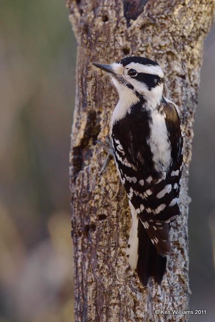 Downy Woodpecker - female, Owasso backyard, Rogers Co, OK, 2-12-09 RL 0453.jpg