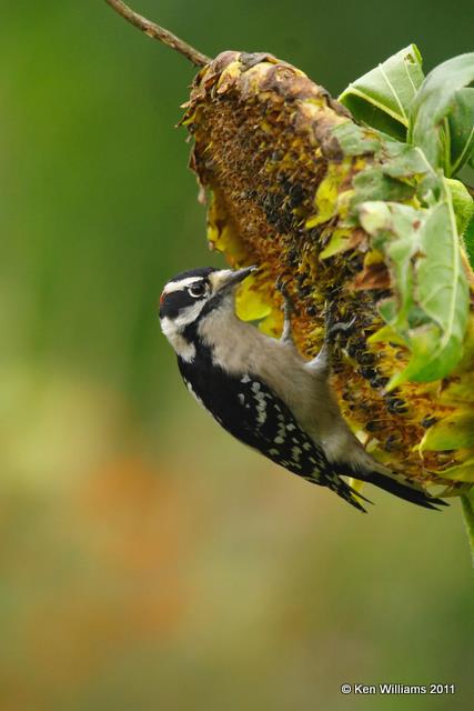 Downy Woodpecker - male, Owasso Backyard, Rogers Co, OK, 10-16-09 RL 3083.jpg