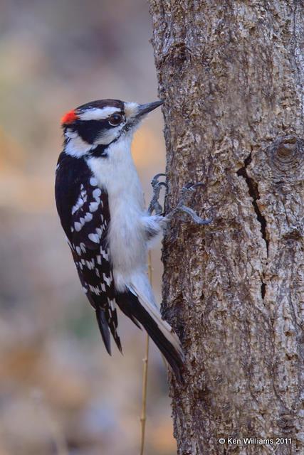 Downy Woodpecker - male, Owasso backyard, Rogers Co, OK, 2-20-09, RL 0592.jpg