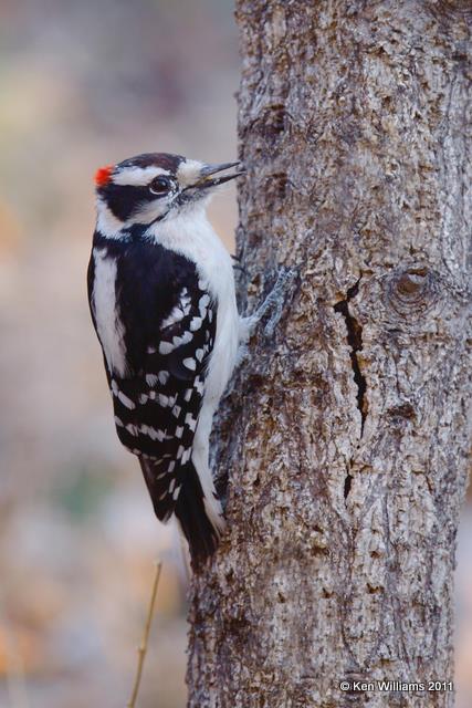 Downy Woodpecker - male, Owasso backyard, Rogers Co, OK, 2-20-09, RL 0597.jpg