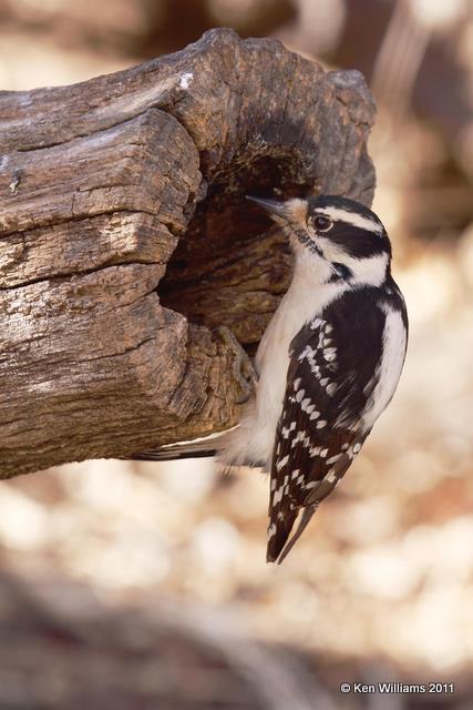 Downy Woodpecker -female, Owasso backyard, Rogers Co, OK, 2-21-09, RL 0653.jpg