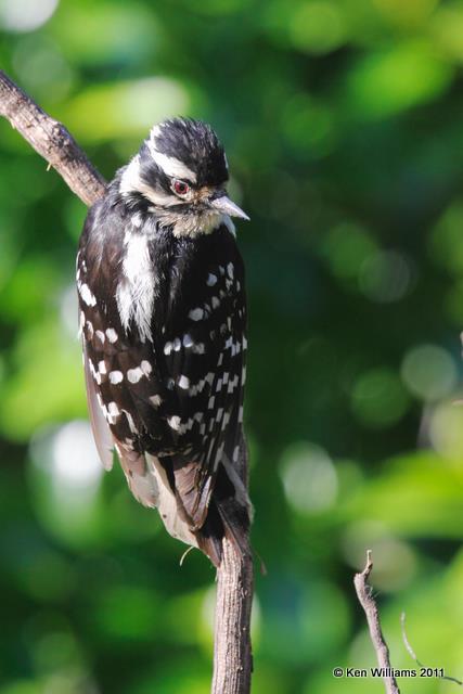 Downy Woodpecker-  female, Owasso Backyard, Rogers Co, OK, 5-20-09 RL 6523.jpg