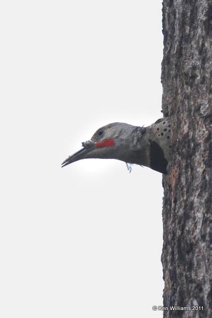 Northern Flicker - Red Shafted male, Glacier NP, MT, 6-17-10, JL 1565.jpg