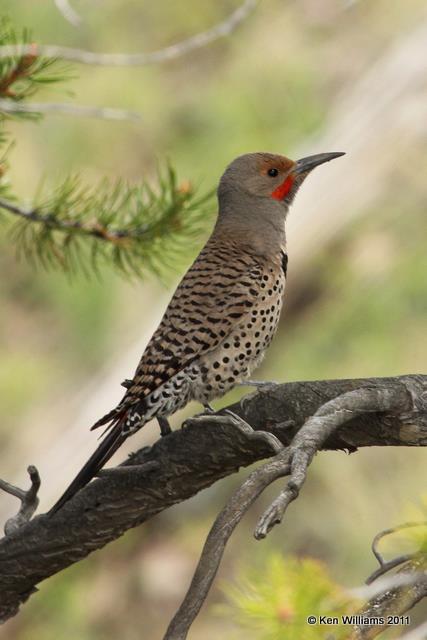 Northern Flicker - Red Shafted male, Yellowstone NP, WY, 6-10-10 JL 0066.jpg