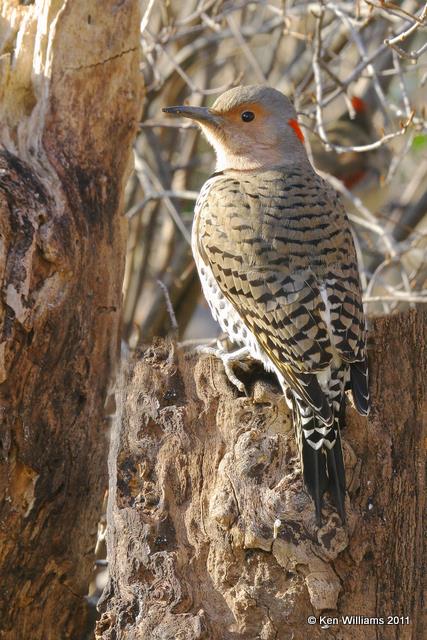 Northern Flicker - Yellow Shafted female, Backyard, Rogers Co, OK 1-21-08 RL 1210.jpg