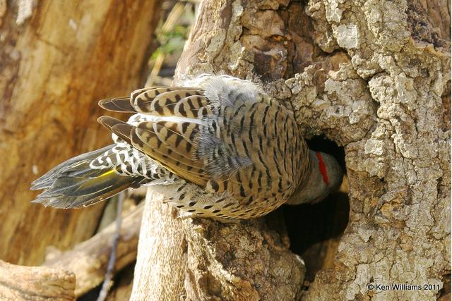 Northern Flicker, Backyard, Rogers Co, OK 1-21-08 RL 1238.jpg