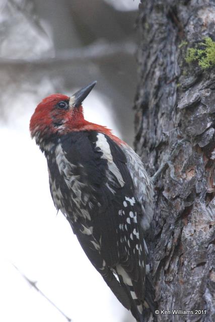 Red-breasted Sapsucker - male, Lassen Volcanic NP, CA, 6-24-10, JL 3190.jpg