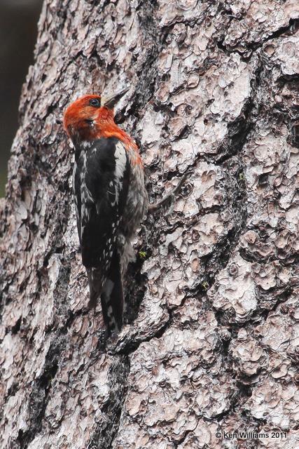 Red-breasted Sapsucker - male, Lassen Volcanic NP, CA, 6-24-10, JL2 3334.jpg