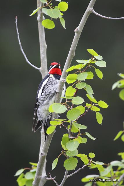 Red-naped Sapsucker - male, Elk Refuge, WY, 6-9-10, JL 9633.jpg