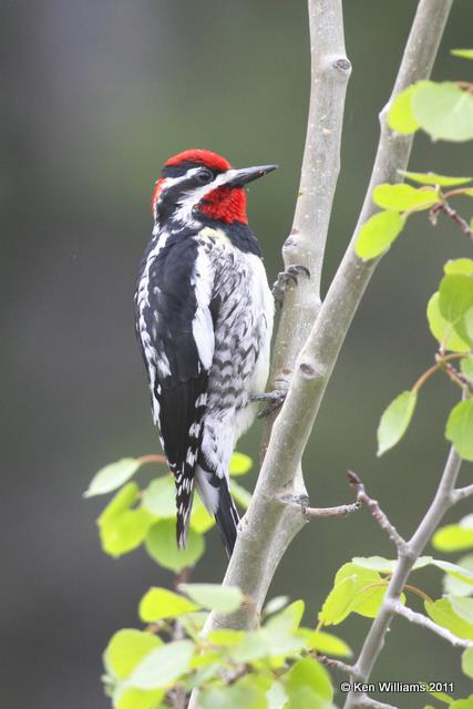 Red-naped Sapsucker - male, Elk Refuge, WY, 6-9-10, JL 9642.jpg