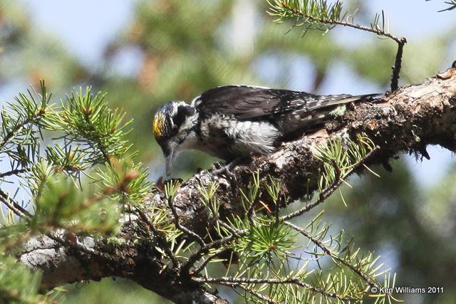 Three-toed Woodpecker - male, Grand Teton NP, WY, 6-8-10, JL 9374.jpg