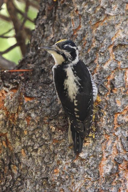 Three-toed Woodpecker - male, Grand Teton NP, WY, 6-8-10, JL 9434.jpg
