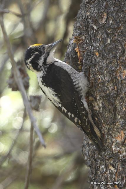 Three-toed Woodpecker - male, Grand Teton NP, WY, 6-8-10, JL1 9450.jpg