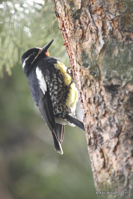 Williamson's Sapsucker - male, Rocky Mountain NP, CO, 6-2-10, JL 7533.jpg