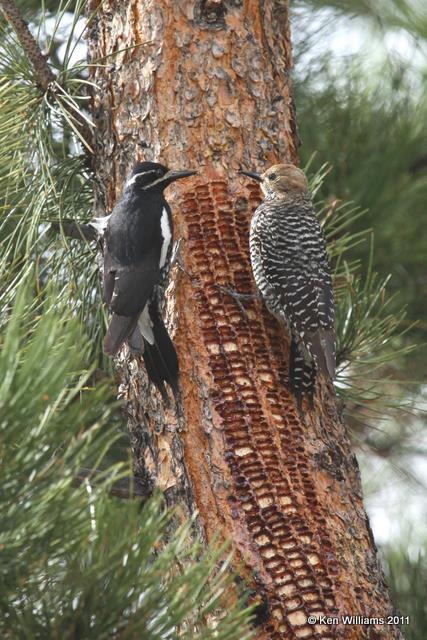 Williamson's Sapsucker, Rocky Mountain NP, CO, 6-2-10, JL 7435.jpg