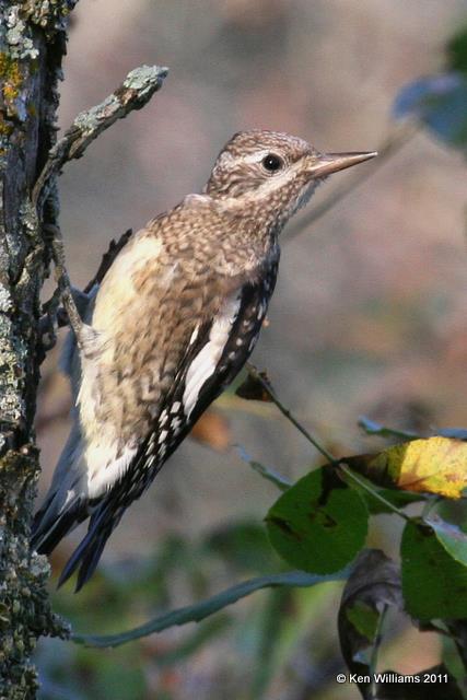 Yellow-bellied Sapsucker - juvenile, Nowata land, Nowata Co, OK, 10-5-08 JE L300 0061.jpg