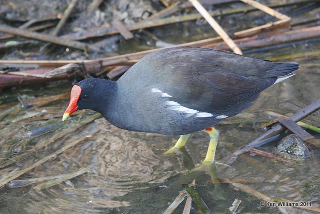 Common Gallinule - adult breeding plumage, S. Padre Island, TX, 2-4-08, JL 3194.jpg