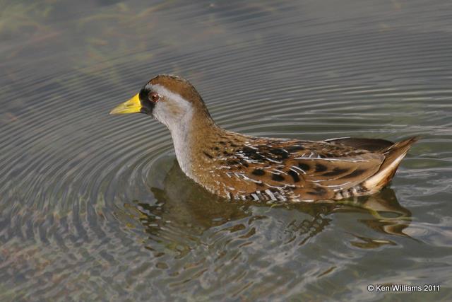 Sora breeding, Newport Beach, CA, 12-12-08, RL 2453.jpg