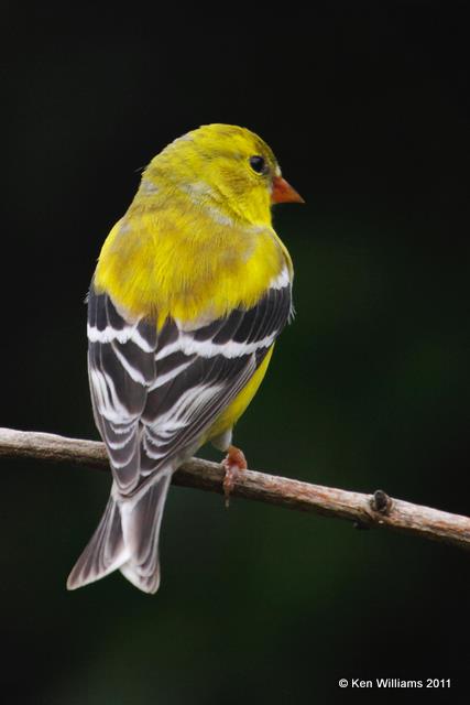 American Goldfinch, Owasso Backyard, Rogers Co, OK, 5-9-09, RL 5532.jpg