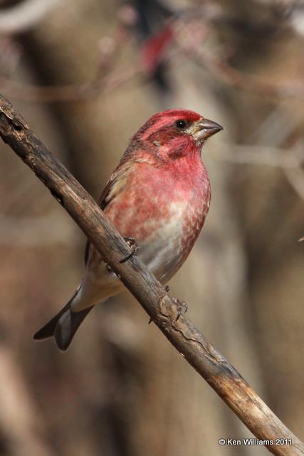 Purple Finch male, Nowata Land, Nowata Co, OK, 11-20-10, JL 1239.jpg