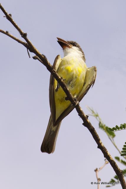 Thick-billed Kingbird, Patagonia Roadside, AZ, 8-11-09 Ra 2103.jpg