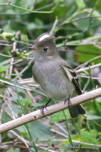 Flycatchers, Kingbirds, Pewees, Phoebes, Kiskadee & Eleania