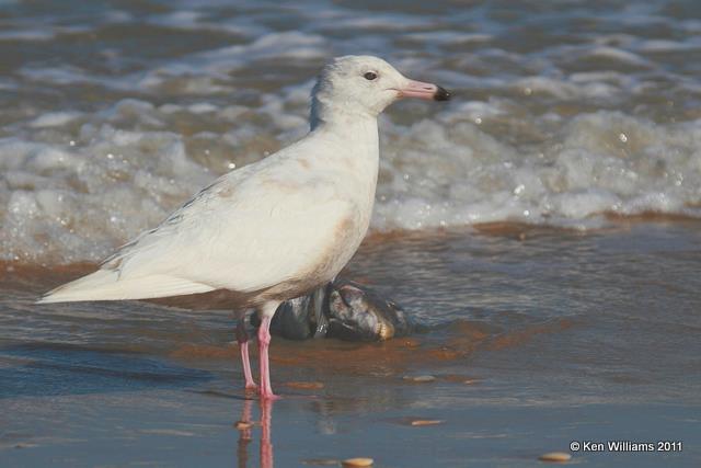 Glaucous Gull - 1st cycle, Boca Chica, TX, 3-4-09, JL 6333.jpg