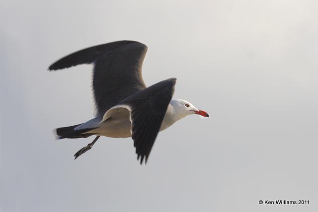 Heermann's Gull - breeding, Seal Beach, CA, 12-12-08, Ra 2767.jpg