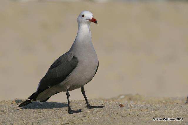Heermann's Gull - breeding, Seal Beach, CA, 12-12-08, RL 2764.jpg