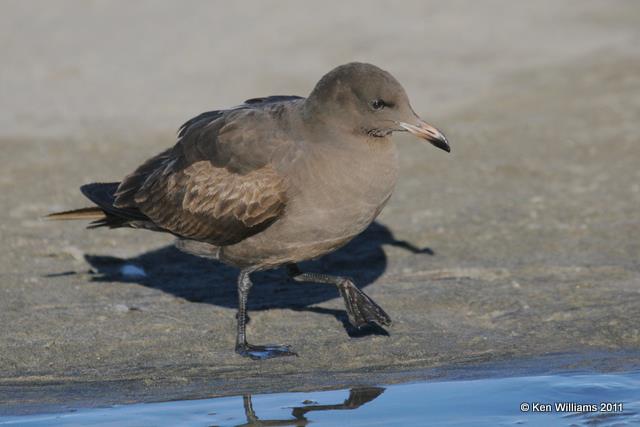 Heermann's Gull - juvenile, Oceanside, CA, 12-10-08, RL 1845.jpg