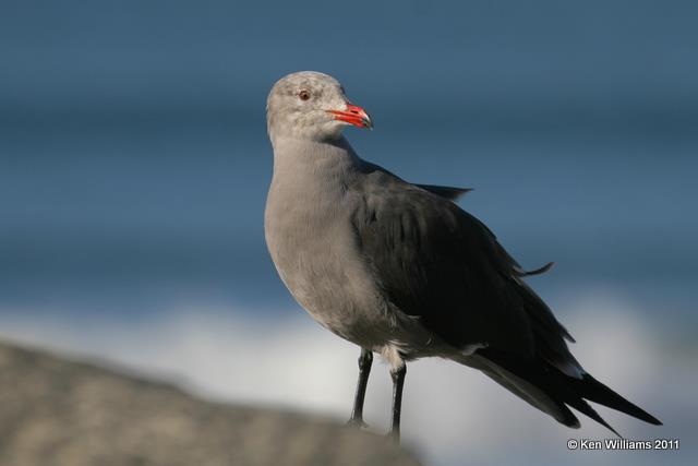 Heermann's Gull - nonbreeding, Carlsbad, CA, 12-10-08, RL 1878.jpg