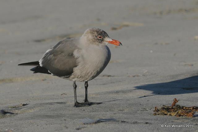 Heermann's Gull - nonbreeding, Oceanside, CA, 12-10-08, RL 1763.jpg