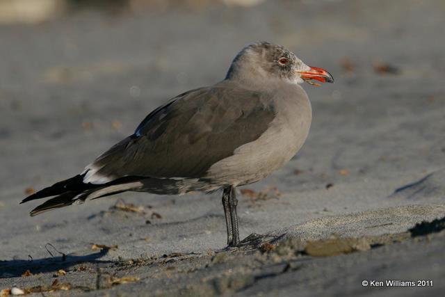Heermann's Gull - nonbreeding, Oceanside, CA, 12-10-08, RL 1778.jpg