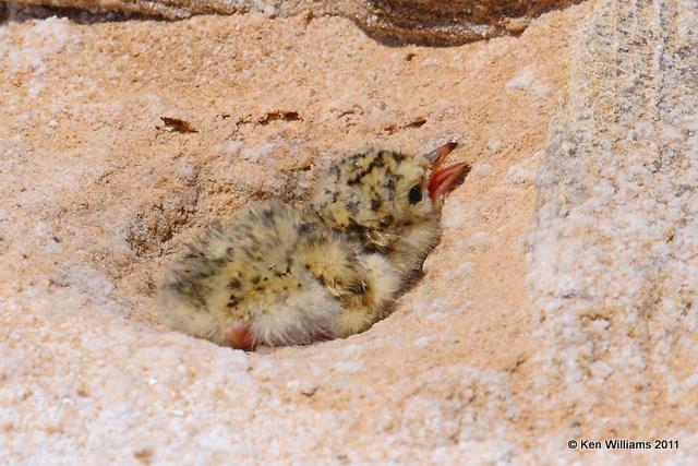 Least Tern - Interior Chick, Salt Plains NWR, Alfalfa Co, OK, 6-29-09 Ra 0578.jpg