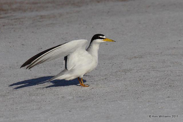 Least Tern - Interior, Salt Plains NWR, Alfalfa Co, OK, 6-29-09 RL 0342.jpg